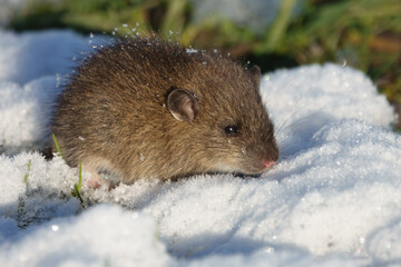 Brown rat (Rattus norvegicus) juvenile