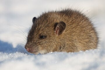 Brown rat (Rattus norvegicus) juvenile