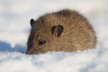 Brown rat (Rattus norvegicus) juvenile