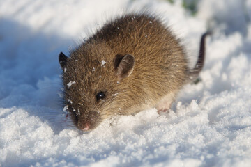 Brown rat (Rattus norvegicus) juvenile