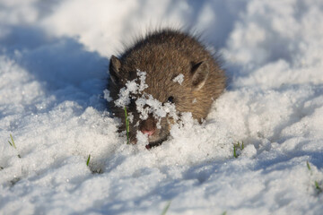 Brown rat (Rattus norvegicus) juvenile