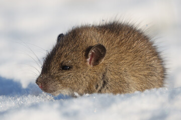 Brown rat (Rattus norvegicus) juvenile