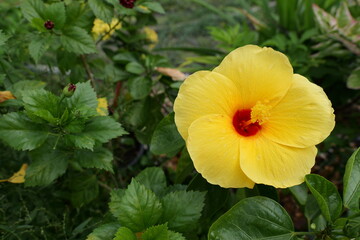 Vibrant Yellow Hibiscus Flower Surrounded by Lush Green Foliage in a Tropical Garden Setting