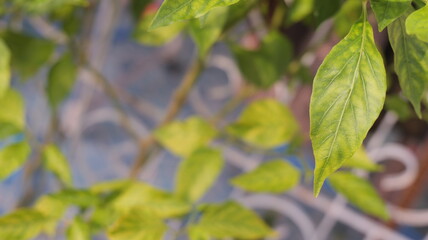 Close-up View of Vibrant Green Leaves on a Natural Background in Soft Focus and Bright Lighting