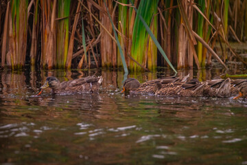 Wild ducks swimming in the swamp