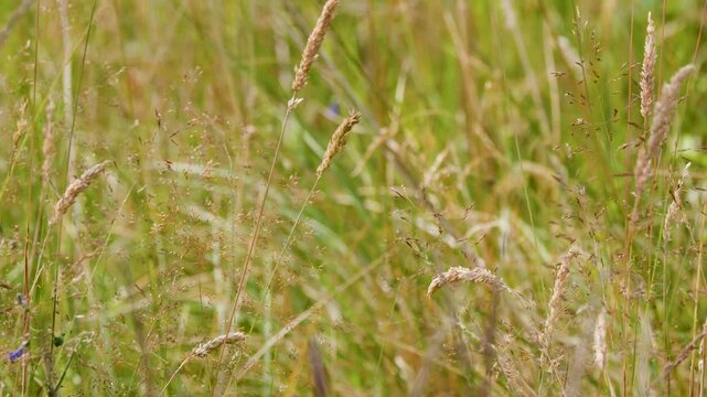 Gentle Wind Moving Through Highland Wildflower Meadow