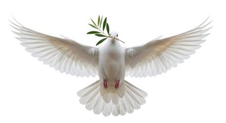 White dove flying with olive branch in its beak on transparent background