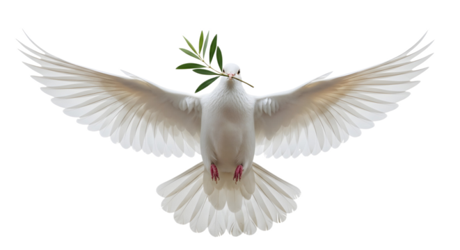 White dove flying with olive branch in its beak on transparent background