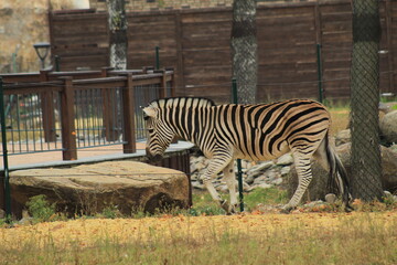 Young Striped Zebra in Nature Wildlife Photography