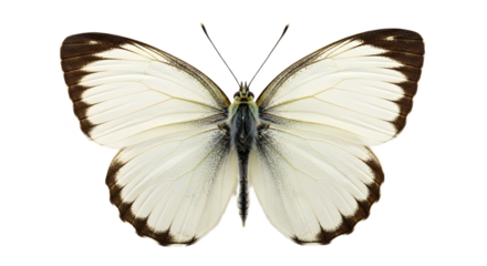 Close up of a white and brown bordered butterfly on transparent background