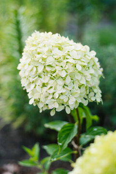 White blooming Pixio hydrangea in summer sunlight