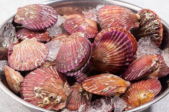 Fresh scallops on ice, fresh seafood ingredients for cooking