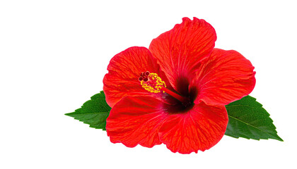 Vivid red flower with green leaves against a stark black background