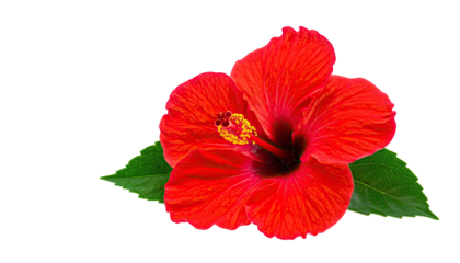Vivid red flower with green leaves against a stark black background