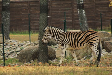Beautiful Young Zebra Outdoors Natural Habitat Scene