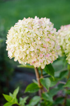 Panicle Hydrangea Pixio Begins to Turn Pink
