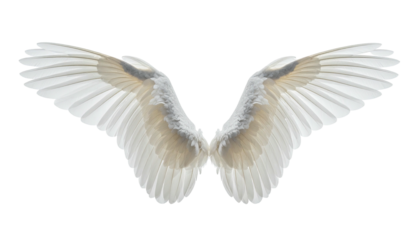 A pair of open white wings, intricately detailed, against a dark void