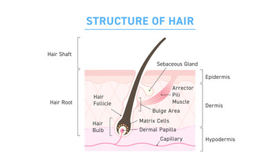 Structure of Human Hair Follicle with Bulge Area and Dermal Papilla &ndash; Medical Illustration
