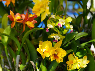 Cattleya yellow orchids with red lips or "queen of flowers" big showy bloom and often used to make corsage. Cattleyas are epiphytes (air dwellers), yellow Cattleya orchid isolated with green leaves. © Suphattra