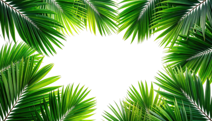 Lush green palm fronds frame a black void, creating a tropical-themed border
