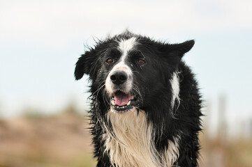 Border collie dog with a funny face, fresh out of the sea