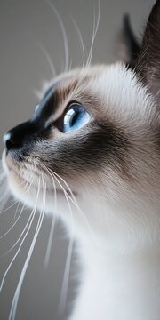 Elegant Siamese Cat Portrait in Soft Natural Light, Capturing Beauty, Calmness, and Serenity