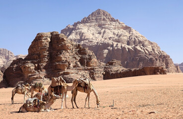 Dromedaries in Wadi Rum landscape, Jordan