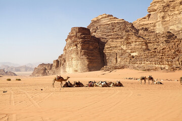 Dromedaries in Wadi Rum landscape, Jordan