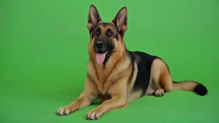 Loyal German Shepherd Dog Lying Down on Green Screen, Looking at Camera in 4K - Powered by Adobe