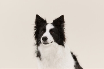 Border Collie sits with soft lighting and gentle expression. Head tilted slightly, light backdrop.