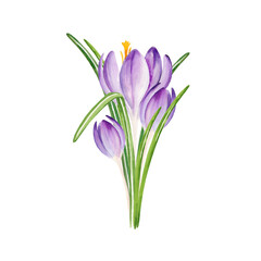 spring bouquet of crocuses, hand drawn watercolor blue and lilac flowers, snowdrops, spring Easter illustration of cold weather purple flowers, green leaves for mother's day party, kitchen decoration