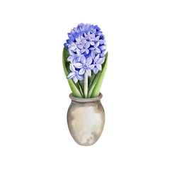 blue hyacinth in textured clay pot, hand drawn watercolor spring fresh flower with green leaves, Easter illustration of primroses flower head for party, kitchen decoration