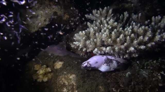 leucistic geometric moray eel
