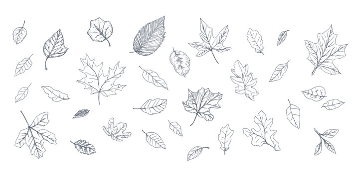 Hand drawn black and white outline sketch set of various detailed autumn leaves in different shapes and sizes isolated on white background collection vector illustration for seasonal design