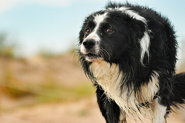 Border collie dog emerging from the water completely wet