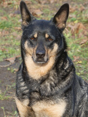 Alert Black and Tan Mixed Breed Dog Portrait