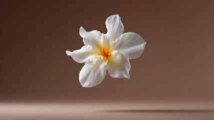 Fototapeta premium A delicate white flower with a yellow center floats gently in the air against a soft brown studio background casting a subtle shadow