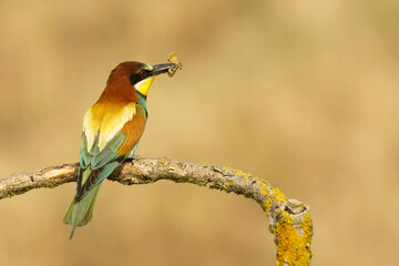 Bienenfresser (Merops apiaster)