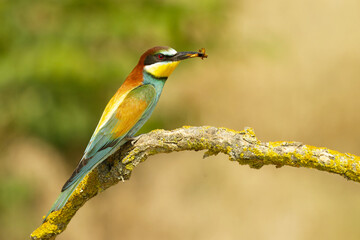Bienenfresser (Merops apiaster)