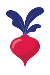 Fresh red beet with blue leaves, healthy vegetable isolated on white background