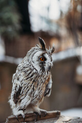 Owl close-up on the background of the city