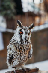 Owl close-up on the background of the city