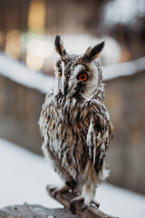 Owl close-up on the background of the city