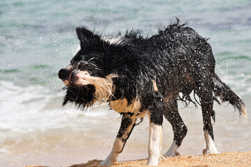 Border collie dog fresh out of the sea playfully shaking the water