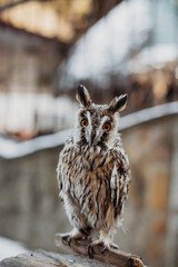 Owl close-up on the background of the city