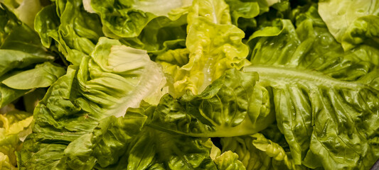 Close-up of fresh green lettuce leaves with crisp texture.The vibrant shades of green and glossy surface highlight the moisture and freshness of the produce. Ideal for themes related to healthy eating