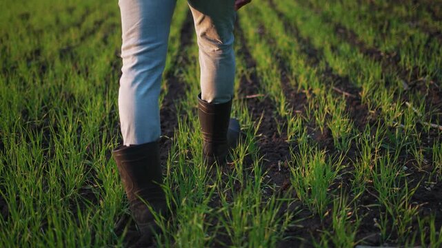 Walking through green field wearing boot and denim pant person steps along soft soil between young crop rows grass brushing boot and leg trail visible calm rural nature under warm evening light
