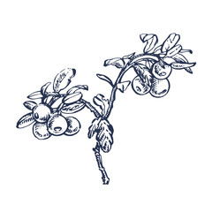 Cowberry hand drawn illustration. Retro sketch style vector illustration. Perfect for invitation, wedding or greeting cards.
