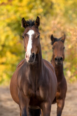 Horses portrait in motion
