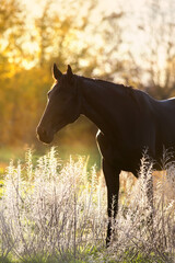 Horse portrait in sunlight